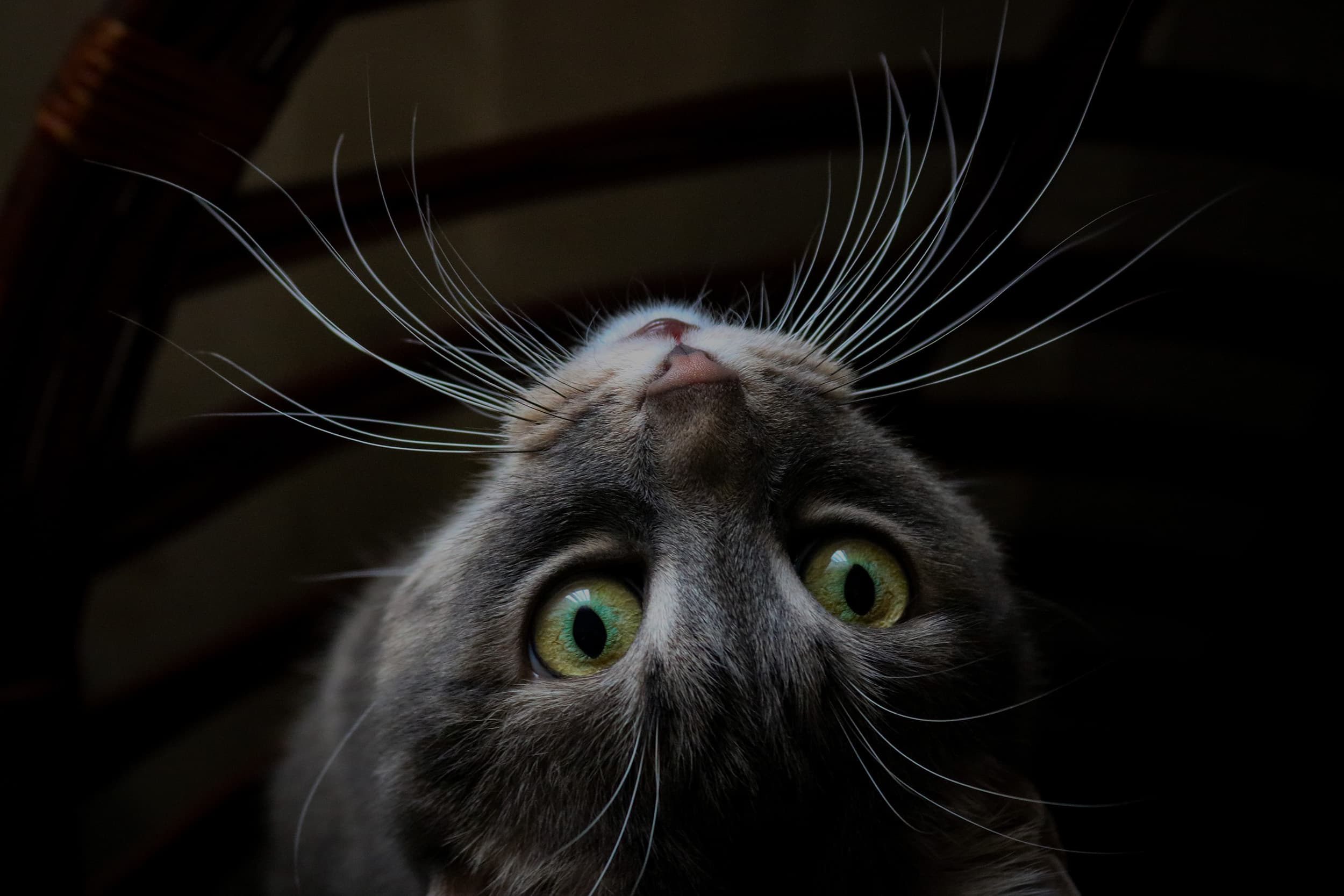 Image processing on the web